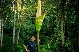 Flower in Sumatra