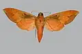 Scarce vine hawkmoth (Ampelophaga khasiana, underside). This species can have a wingspan of more than 10&nbsp;cm.