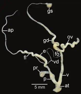 Amphidromus syndromoideus; ap&nbsp;– appendix; at&nbsp;– atrium; e&nbsp;– epiphallus; fl&nbsp;– flagellum; fo&nbsp;– free oviduct; gd&nbsp;– gametolytic duct; gs&nbsp;– gametolytic sac; ov&nbsp;– oviduct; p&nbsp;– penis; pr&nbsp;– penial retractor muscle; v&nbsp;– vagina; vd&nbsp;– vas deferens