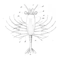 Amphionides reynaudii , the unique Amphionidacea known.