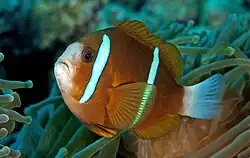 Photo of species