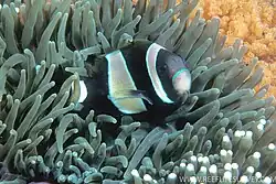 A.&nbsp;latezonatus showing blue markings