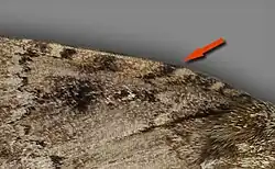 A. pyramidea - red arrow points out a difference
