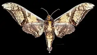 Male ventral