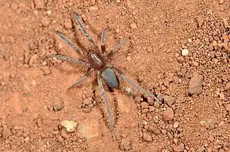 female