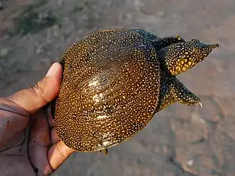 Larger juvenile
