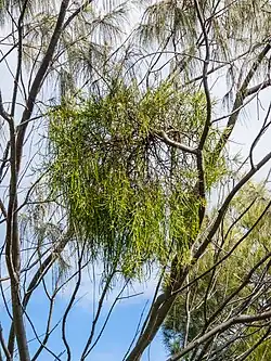 The leaves of the parasitic Amyema cambagei resemble those of its Casuarina host.[6]