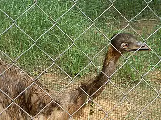 Emu