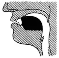 [i]-colored [l] (sagittal)