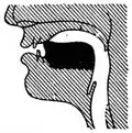 [u]-colored [l] (sagittal)