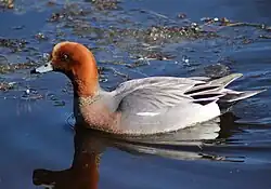 Eurasian wigeon, Oulu