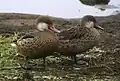 A. b. galapagensis, adult on left with red at the base of its beak and a juvenile with an all black bill on the right