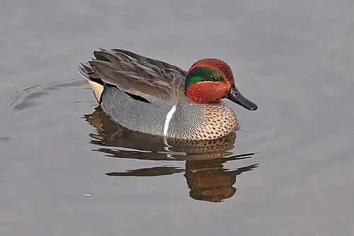 A. carolinensis (A. crecca carolinensis) drake in breeding plumage, showing vertical white stripe from shoulder