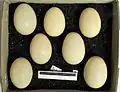 Eggs, in the Museum Wiesbaden collection.