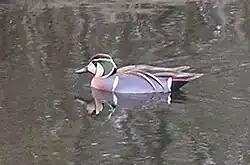 Baikal teal (Sibirionetta formosa)
