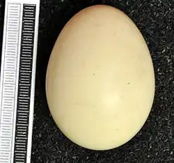 Egg, Collection Museum Wiesbaden