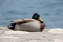Mallard, Turin