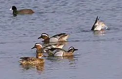 Garganeys (with Eurasian coot), Maremma, Toscana