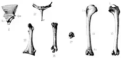Black and white lithograph of various bones