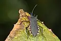 Anasa onorei, Ecuador