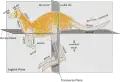 Anatomical terms of location in a kangaroo