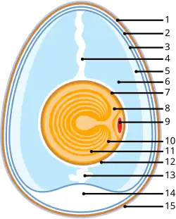 Vitelline membrane in a bird egg (7)