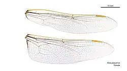 Female wings