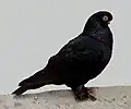 Black plain head