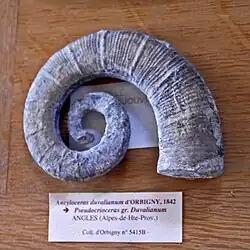 Fossil of Pseudocrioceras duvalianum, member of the Ancyloceratidae superfamily