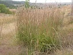 Andropogon