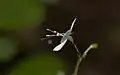 A. acuminatum in a subtropical rainforest