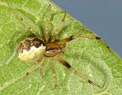 Female A. nelsoni