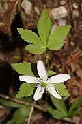 Lateral leaflets may be lobeless or have a single lobe as in this individual with white-sepals.