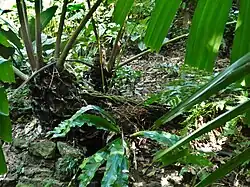 In Cairns Botanic Garden, August 2021. This image illustrates the prostrate older section of the rhizome and the erect younger portion.
