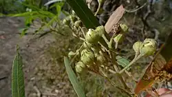 Buds