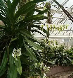 Mature Angraecum eburneum specimen cultivated in the Botanical Garden Berlin