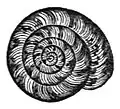 Apical view of the shell