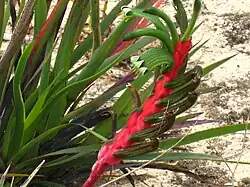 Anigozanthos manglesii, 9 October 2007