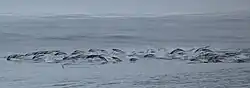 Southern right whale dolphins porpoising