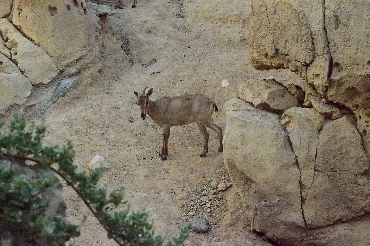 Arabian tahr, which is naturally found in Jebel Hafeet and Al Hajar Mountains[19][20][21]