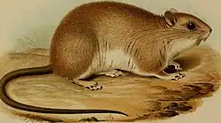 Drawing of brown and white mouse