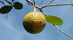 The fruit of A. salzmannii