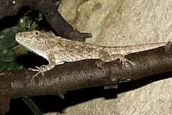 Xiphosurus:, About 15 species from Cuba, Hispaniola and Puerto Rico (shown: Xiphosurus barbatus)