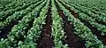 Another picture of Kasti Coriander farm