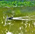 Anser Cygnoides swimming in water