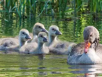 female with goslings; Sweden