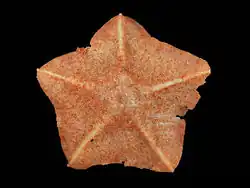 Anseropoda placenta