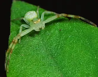 female