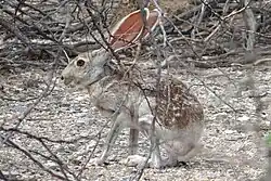 An antelope jackrabbit under brambles