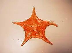 Anthenoides piercei
